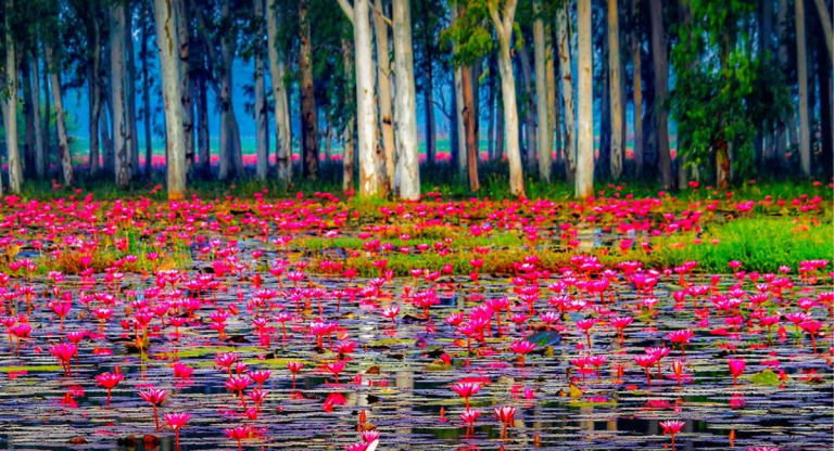 Gulawat Lotus Valley, Indore