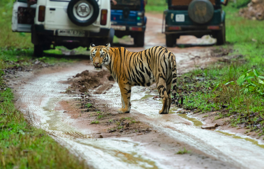 Top Tiger Safaris in India: Best Parks & Seasons