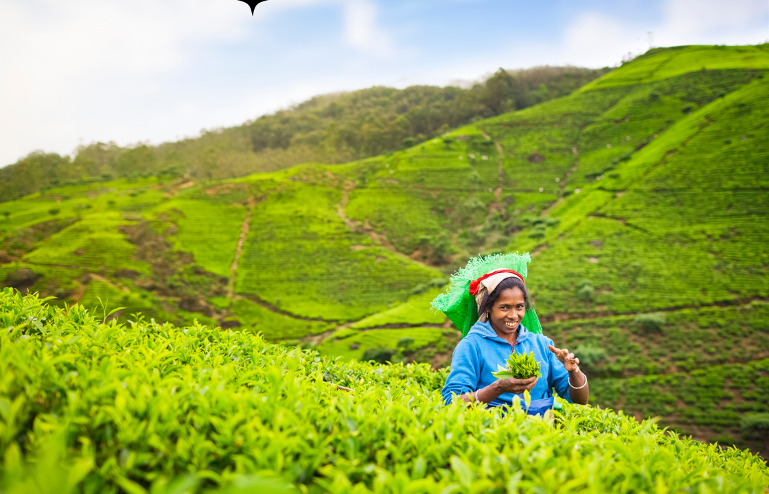 A Day in the Life of a Tea Picker in Assam