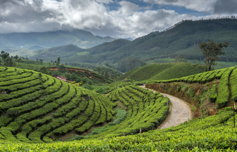 Kerala in One Week: Backwaters, Tea Estates & Beaches – A Comprehensive Itinerary