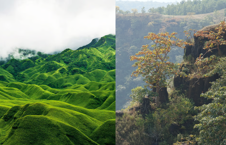 Best Places to See Cherry Blossoms in Northeast India